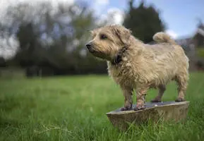 Norfolk Terrier